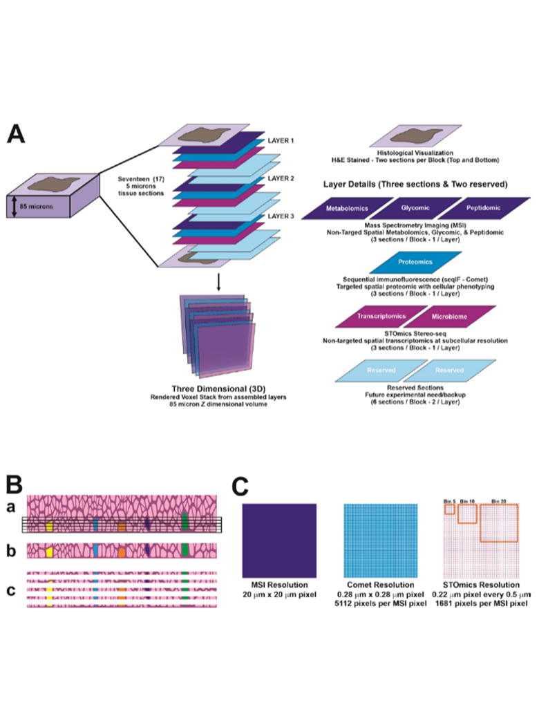 Cancers | Stereo-seq实现FFPE样本分析，助力绘制肿瘤空间多组学图谱